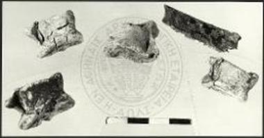 Τέσσαρες αστράγαλοι και θραύσμα οστού ζώου εκ του αποθέτου γ.