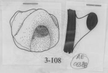 Επίθημα αγγείου.