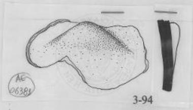 Αγγύλη απόφυση αγγείου.