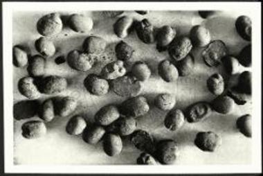 Νεκυομαντείο Αχέροντος. Μικρόσπερμοι κύαμοι συγγενείς της ποικιλίας vicia faba equina (μέγεθος φυσικόν).