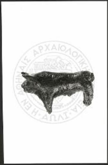 Stier (X 3376).