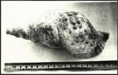 Δ16, όστρεον τρίτωνος.