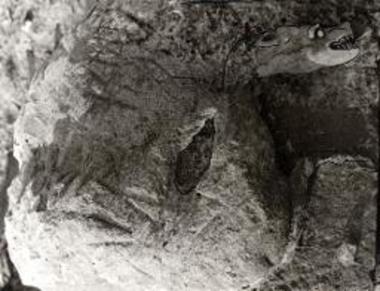 Αρχιτεκτονικό μέλος