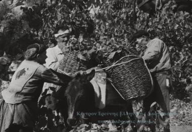 Τρυγητός και 