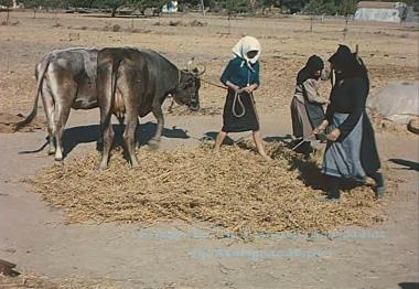 Το αλώνισμα (αλωνισμός) των ρεβυθιών εις την περιοχήν Λασιθίου Κρήτης