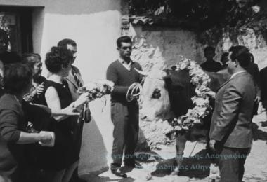 «Το πανηγύρι του ταύρου» εις Αγίαν Παρασκευήν Λέσβου