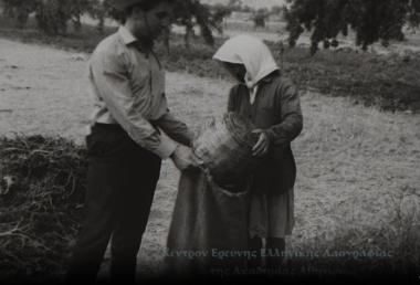 Το «βγάρσιμο» (:συγκομιδή) των πατατών εις την περιοχήν του οροπεδίου Λασιθίου Κρήτης