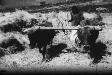 Αλωνισμός των Δημητριακών