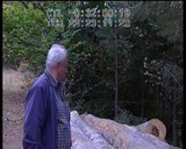 Έρευνα για την υλοτομία.