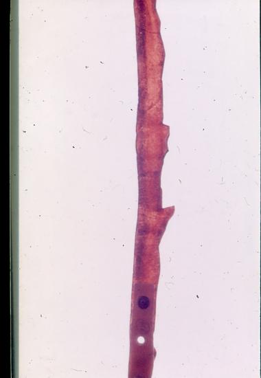 Φιγούρα αντικειμένου για το Θέατρο Σκιών (Καραγκιόζη) από τη συλλογή του ΛΕΜΜ-Θ.