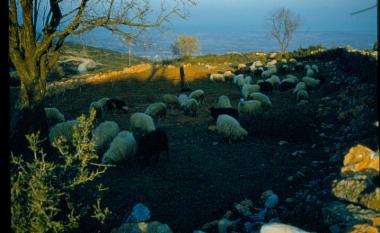 Κοπάδι από πρόβατα
