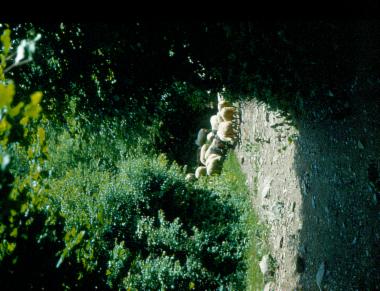 Κοπάδι από πρόβατα