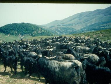Κοπάδι από κατσίκια