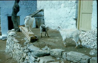 Κοπάδι από κατσίκια