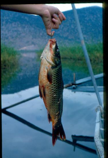 Ψάρι στο αγκίστρι