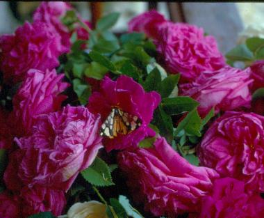 Τριαντάφυλλα