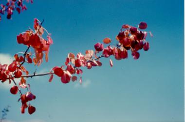 Φύλλα δέντρου