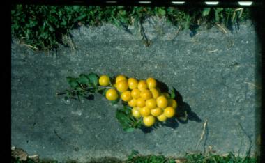 Φρούτα σε κλωνάρι