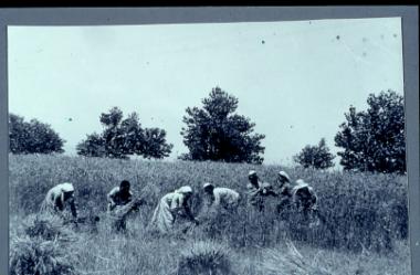 Θερισμός με δρεπάνια, Καμποχώρι Ημαθίας