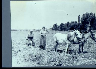Αλωνισμός με δοκάνη, Καμποχώρι Ημαθίας