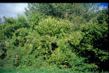 Φύση κοντά σε νερόμυλο, στο Πληκάτι Ιωαννίνων