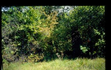 Ερείπια νερόμυλου στο Πληκάτι Ιωαννίνων