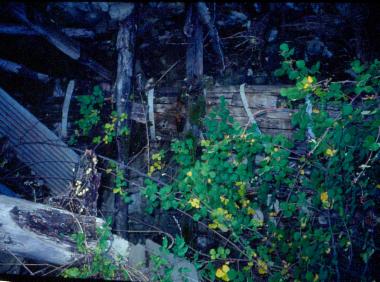 Ερείπια νερόμυλου στο Πληκάτι Ιωαννίνων