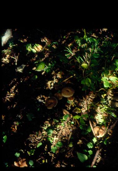 Ερείπια νερόμυλου στο Πληκάτι Ιωαννίνων