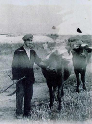 Farmer with water buffaloes in Kalochori Thessaloniki