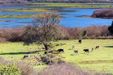 Swamp - Marsh of Kalodiki in Thesprotia