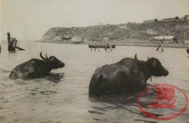 Katirli. Water buffalo at today's Plaz in 1920