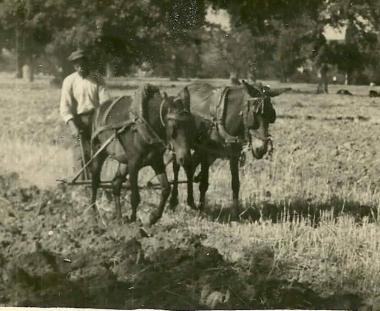 Plowing with horses in Kalavryta