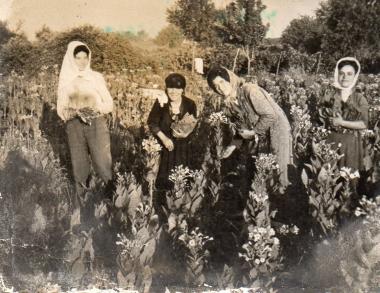 Farmwomen gather tobacco leaves in Askos, Volvi