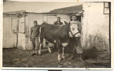 The brothers Solon (left) and Paschalis Kourbetis with one of their cows in front of the stable of the family's house (today at the junction of El. Venizelos and Aiantos)
