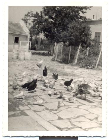 The well, the chickens and the pigeons in the courtyard of the house of Kourbetis in Votsi