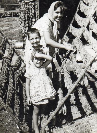 Drying of tobacco leaves in Askos, Volvi