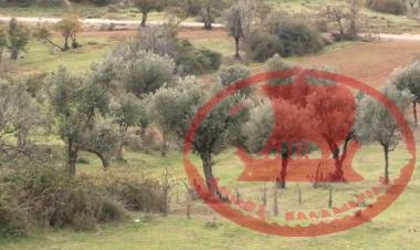 Τα Ελαιόδενδρα της Αρετσούς
