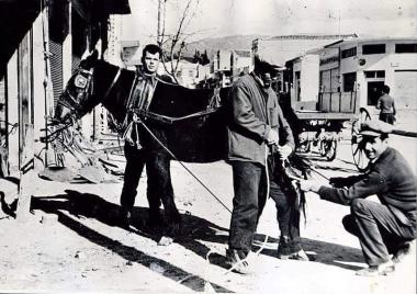 Horseshoeing of a mule in Kyrgia, Drama