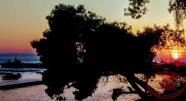 On the Rock, the Refreshment Bar with the Bented Tree
