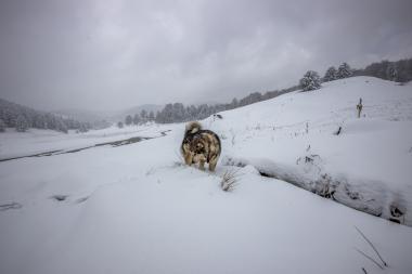 Metsovo - Milia - Anilio