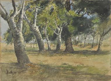 Ελιές στην Κέρκυρα