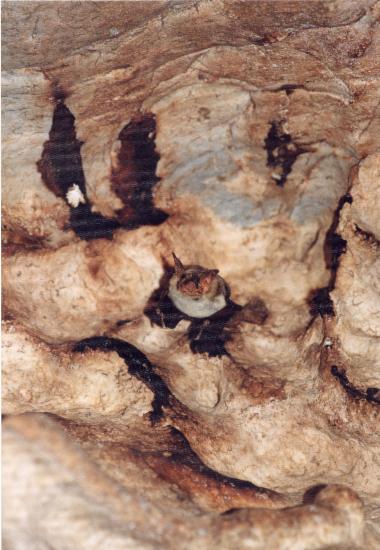 Bats of the cave