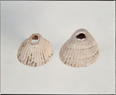 Διάτρητα όστρεα – χάντρες του είδους Cerastoderma glaucum από το Μακρύγιαλο Πιερίας.