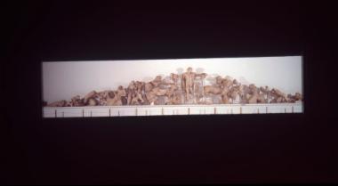 Το Δυτικό αέτωμα του ναού του Δία με θέμα τη θεσσαλική κενταυρομαχία ανάμεσα σε Κενταύρους και Λαπίθες