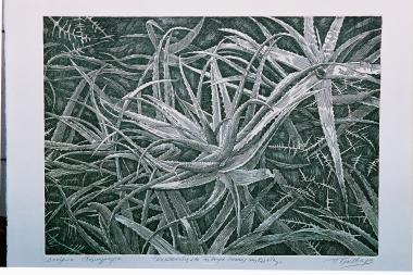 Κακτοειδή (από τη σειρά \