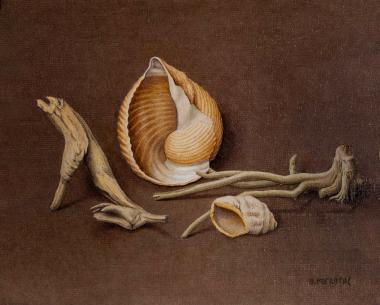 Ξύλα όστρακα θαλάσσης