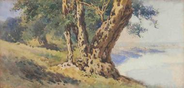 Γέρικη ελιά