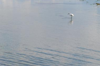 Κορωνησία (DSC0113)