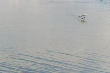 Κορωνησία (DSC0114)