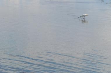 Κορωνησία (DSC0115)